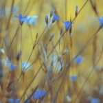 summer, spring, in the spring, flowers, flower wallpaper, flower, beautiful flowers, nature, color, plant, garden, flourishing, floral, petals, flora, beauty, blooming, architecture, season, flower background, meadow, macro