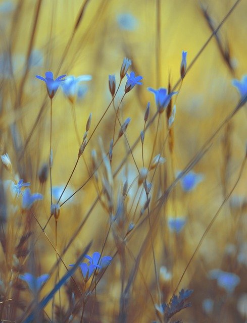 summer, spring, in the spring, flowers, flower wallpaper, flower, beautiful flowers, nature, color, plant, garden, flourishing, floral, petals, flora, beauty, blooming, architecture, season, flower background, meadow, macro