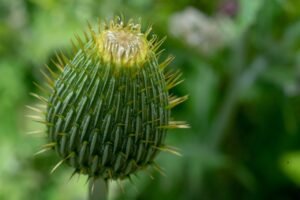 green, flower, nature, blossom, beautiful flowers, summer, flower wallpaper, spring, plant, rose flower, bloom, garden, flora, petals, water, romantic, rose, petal, natural, outdoor, bugs, zen, inspiration, freedom, texas, life, flores, flower background, green life, green inspiration