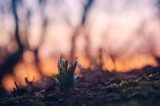 A delicate snowdrop flower blooming at sunset, captured in detail.