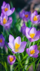 Vibrant purple crocuses with yellow centers blooming in a spring garden.
