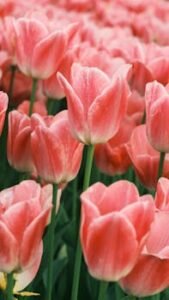 A stunning display of pink tulips in full bloom, showcasing the beauty of springtime.
