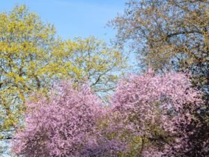 Lush cherry blossoms and vibrant greenery under a clear blue sky, capturing the beauty of spring.