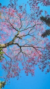 Captivating view of a pink flowering tree set against a vibrant blue sky, showcasing nature's beauty.