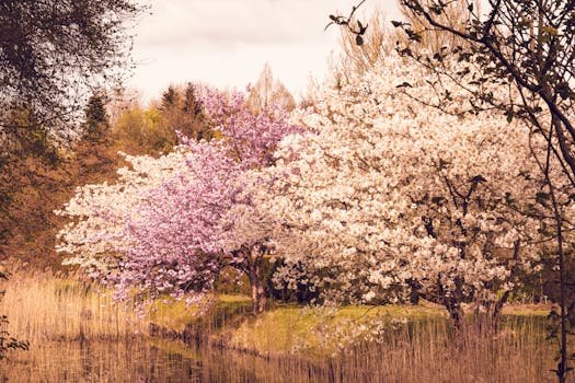 Serene spring landscape with blooming cherry blossoms reflecting in a calm pond.